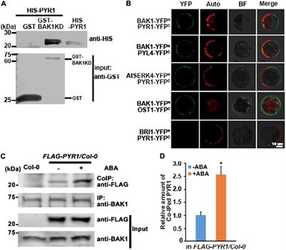 Brassinosteroid-Insensitive 1-Associated Receptor Kinase 1 Modulates Abscisic Acid Signaling by Inducing PYR1 Monomerization and Association With ABI1 in Arabidopsis